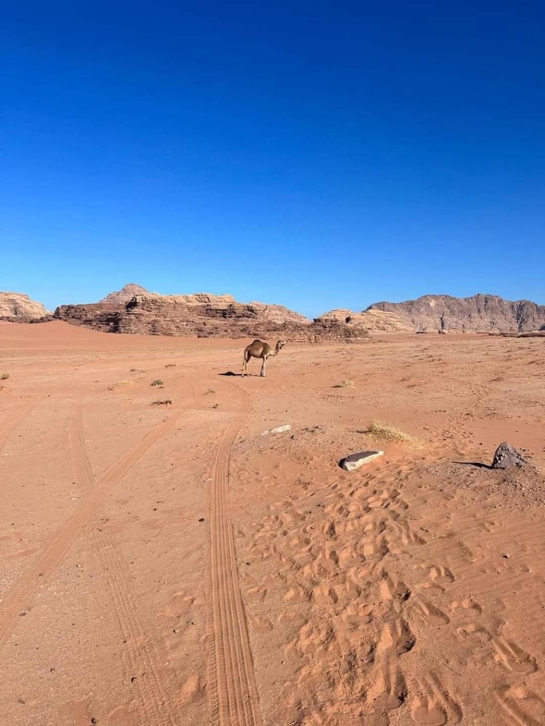 Wadi Hi Camp Wadi Rum